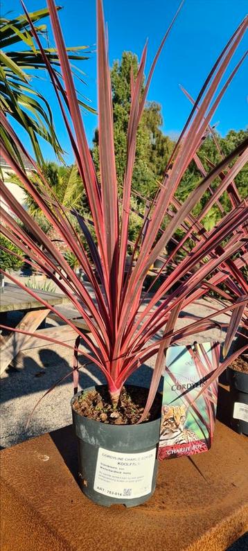 Cordyline Charlie Boy - koolpalm  beschikbaar voor biedingen