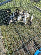 Eenden, Dieren en Toebehoren, Pluimvee