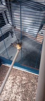 Kanarie, Dieren en Toebehoren, Vogels | Kanaries, Mannelijk, Kleurkanarie