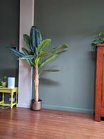 Plant groot, Enlèvement