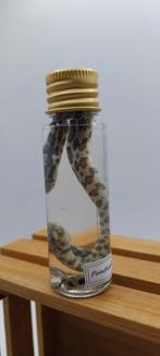 Conservation liquide serpent, Enlèvement ou Envoi