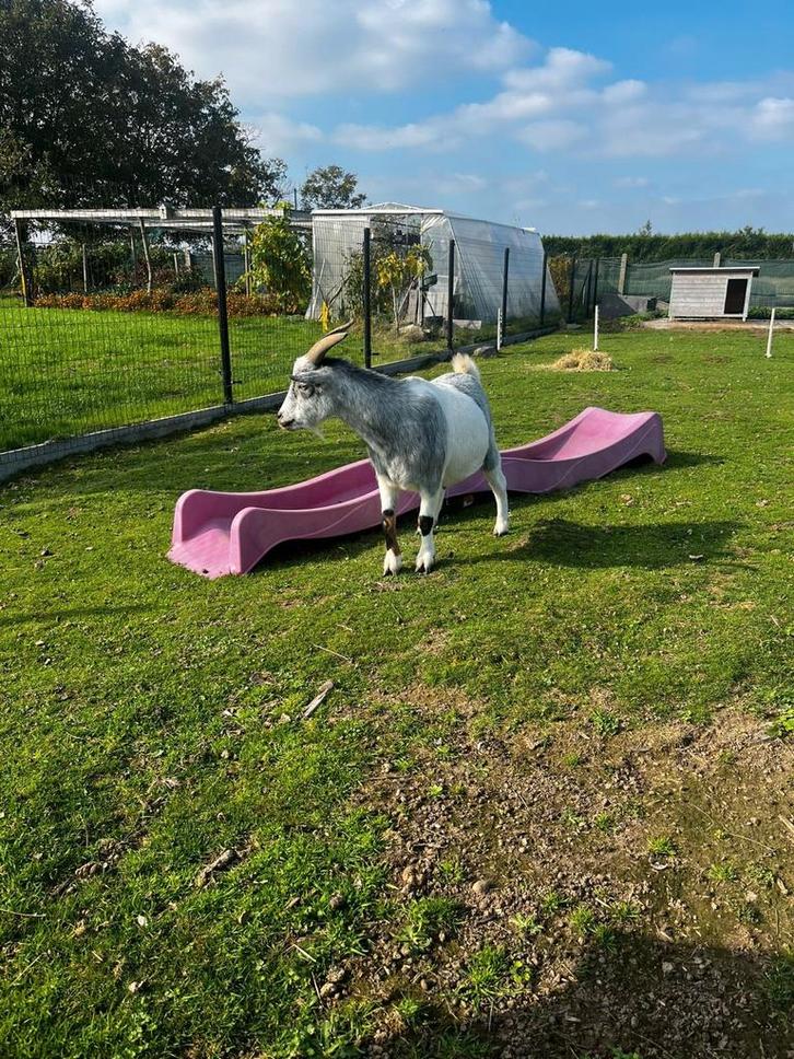 Dwerggeit gecastreerde bok, Animaux & Accessoires, Moutons, Chèvres & Cochons