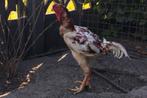 Koppel Indio Gigante 2023 - grootste kip ter wereld, Kip, Meerdere dieren