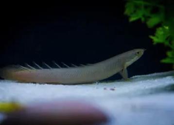 Senegalus polypterus/ kwastvinsnoek beschikbaar voor biedingen