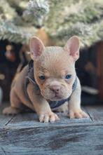Franse bulldog pups laatste pupje teefje  (newnewshade dna), Fokker | Hobbymatig, 8 tot 15 weken, Buitenland, CDV (hondenziekte)