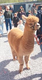 Te koop of te wisselen 5 jarige alpaca hengst, Dieren en Toebehoren, Januari, Mannelijk