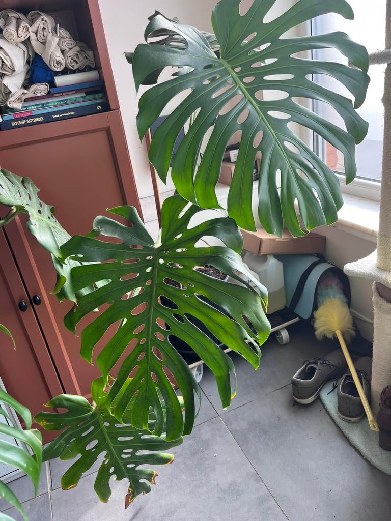 Monstera xxl gatenplant, Maison & Meubles, Plantes d'intérieur, Palmier, 150 à 200 cm, Plante verte, Ombre partielle, En pot, Enlèvement