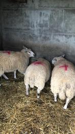 Schapen te koop, Meerdere dieren, Schaap, 0 tot 2 jaar