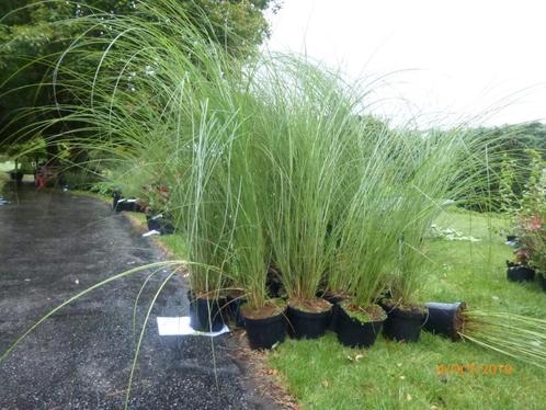 Haie - Miscanthus gracillimus - Graminée, Jardin & Terrasse, Plantes | Jardin, Enlèvement