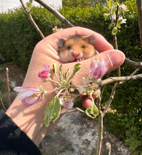 Goudhamster, Dieren en Toebehoren, Knaagdieren, Hamster