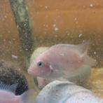 Zebrachicliden Gratis (Witte), Dieren en Toebehoren