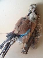 Opgezette vlaamse gaai vintage opgezette Vlaamse gaai 37cm, Verzamelen, Ophalen of Verzenden, Gebruikt, Vogel, Opgezet dier