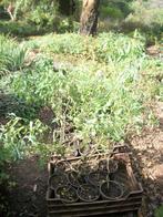 Salix Babylonica of Krulwilg, Overige soorten, Minder dan 100 cm, Ophalen, Volle zon