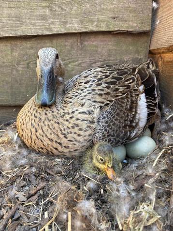 Kuikens loopeend, Sexe inconnu, Canard