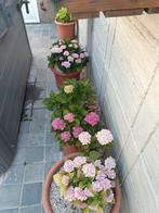 Hortensia, Ophalen, Zo goed als nieuw
