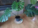 monstera kamerplant gatenplant, Huis en Inrichting, Kamerplanten, Overige soorten, 100 tot 150 cm, Halfschaduw, In pot