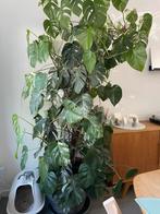 Monstera Variegata, Huis en Inrichting, Kamerplanten, Ophalen of Verzenden