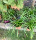 Siergrassen carex, Tuin en Terras, Planten | Tuinplanten, Ophalen, Siergrassen