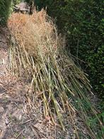 Gratis bamboo stokken tot 5m hoog, Tuin en Terras, Ophalen