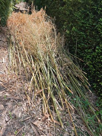 Gratis bamboo stokken tot 5m hoog, Tuin en Terras, Ophalen
