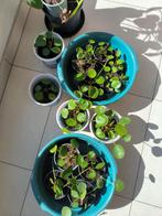 Pannenkoekplantjes, Huis en Inrichting, Kamerplanten, Ophalen, Overige soorten, Halfschaduw, Minder dan 100 cm