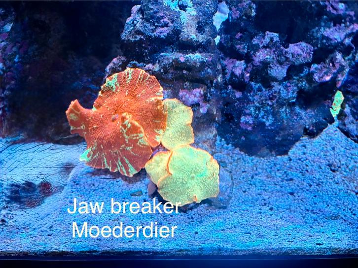 Stekken uit eigen zeeaquarium, Dieren en Toebehoren, Vissen | Aquaria en Toebehoren, Nieuw, Overige typen, Ophalen of Verzenden