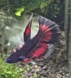 Betta man, Dieren en Toebehoren, Vissen | Aquariumvissen