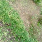 Ilex crenata dark, Vaste plant, Bloeit niet, Halfschaduw, Ophalen