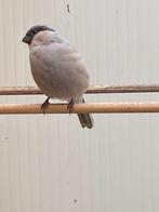 Goudvink, Dieren en Toebehoren, Vogels | Overige Vogels, Meerdere dieren, Wildzangvogel, Geringd