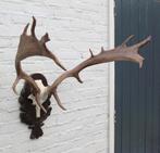 DAMHERT GEWEI op aluminium schedel / bewerkt houten schild, Verzamelen, Dierenverzamelingen, Ophalen, Gebruikt, Hert, Gewei of Kop