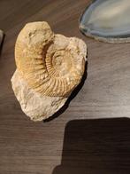 ammonietfossiel 10 cm hoog 8 cm breed (enkel schelp groot), Verzamelen, Ophalen of Verzenden