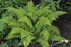 Polystichum Setiferum of zachte naaldvaren., Tuin en Terras, Ophalen, Vaste plant, Varens, Bloeit niet