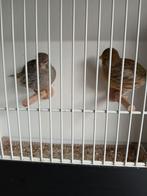 Five fancy  koppel  2025, Dieren en Toebehoren