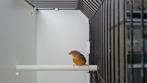 3-0 goudbuikjes te koop., Dieren en Toebehoren, Mannelijk, Tropenvogel
