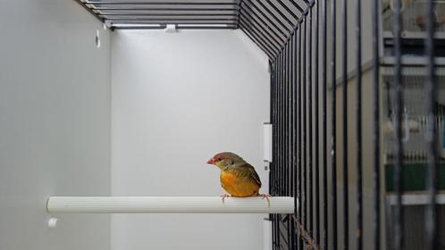 3-0 goudbuikjes te koop., Dieren en Toebehoren, Vogels | Overige Vogels, Tropenvogel, Mannelijk