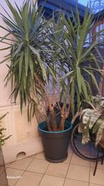 Yucca elephantipes kamerplant, Ophalen, Halfschaduw, In pot, Yucca