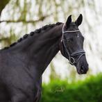 Super knappe dressuurmerrie (v. Toto's Boy), Dieren en Toebehoren, B, Merrie, Gechipt, 160 tot 165 cm