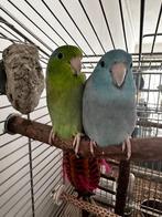 2 Schattige forpusjes, Dieren en Toebehoren, Vogels | Parkieten en Papegaaien, Mannelijk, Dwergpapegaai of Agapornis, Tam