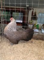 Trio hollandse krielen in kleur zilverpatrijs, Dieren en Toebehoren, Pluimvee