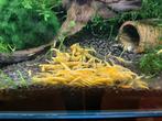 Sera aquarium 130 liter + 200 gele garnalen, Ophalen, Gebruikt, Gevuld zoetwateraquarium