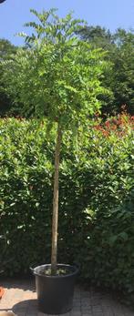 Mooie acacia boom op stam - hoogte 180 cm - zie foto's!, Ophalen, In pot, 100 tot 250 cm