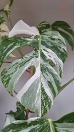 Monstera Albo Variegata, Huis en Inrichting, Ophalen of Verzenden