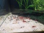 Neocardina garnalen wildkleur, Dieren en Toebehoren, Vissen | Aquariumvissen