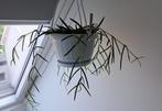 Hoya linearis  hang pot, Ophalen, Overige soorten, Halfschaduw, Minder dan 100 cm