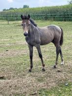 ‼️lief pony hengstje‼️, Dieren en Toebehoren, Pony's