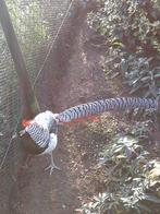 lady amherst koppel fazanten, Dieren en Toebehoren, Pluimvee, Overige soorten