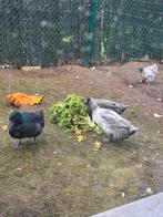 Broedeieren eend van vorst, Canard