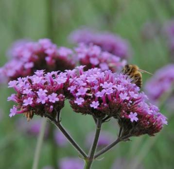 Verbena / IJzerhard beschikbaar voor biedingen