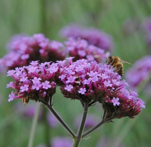 Verbena / IJzerhard, Tuin en Terras, Planten | Tuinplanten, Vaste plant, Kruiden, Herfst, Ophalen