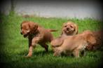 Cavapoo pups, Poedel, België, CDV (hondenziekte), 8 tot 15 weken